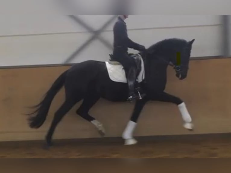 Hanovrien Étalon 3 Ans 172 cm Noir in Herren-Sulzbach