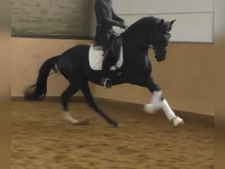 Hanovrien Étalon 3 Ans 172 cm Noir in Herren-Sulzbach