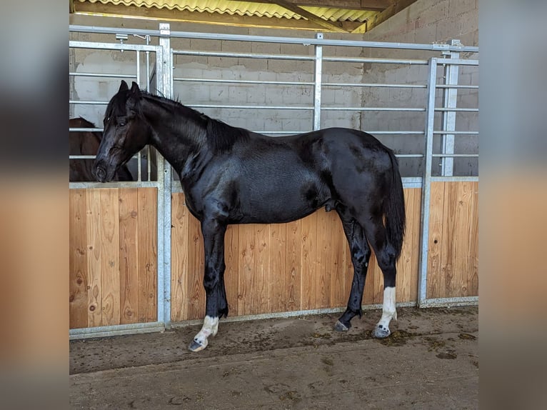 Hanovrien Étalon 3 Ans 172 cm Noir in Herren-Sulzbach