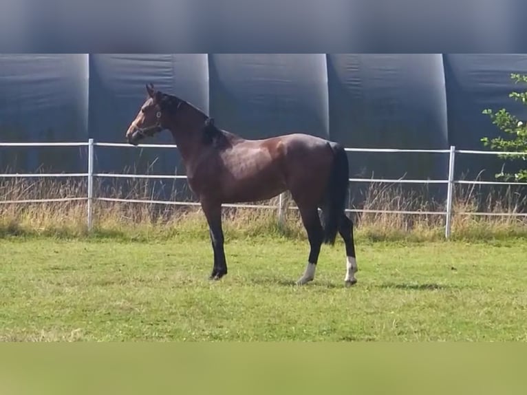 Hanovrien Étalon 3 Ans 175 cm Bai in Hahn am See