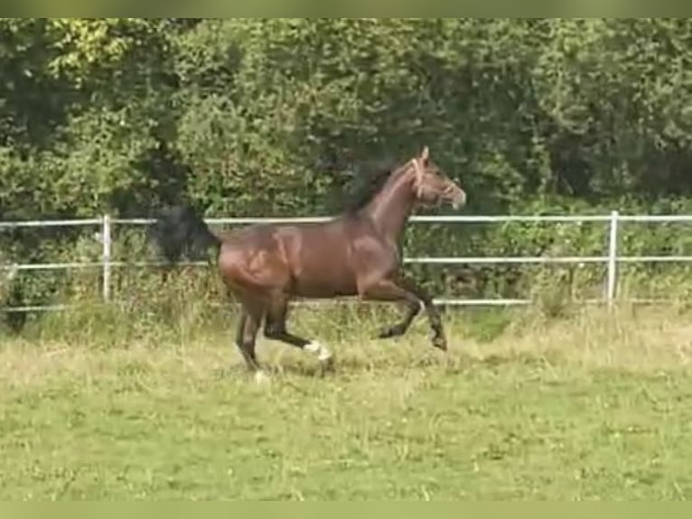 Hanovrien Étalon 3 Ans 175 cm Bai in Hahn am See