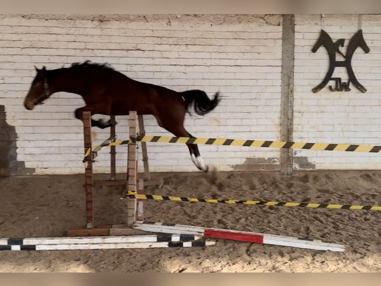 Hanovrien Étalon 3 Ans 175 cm Bai in Hahn am See