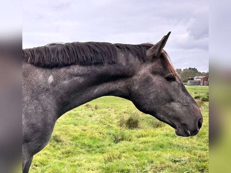 Hanovrien Étalon 3 Ans 175 cm Gris pommelé in Ahrensbök