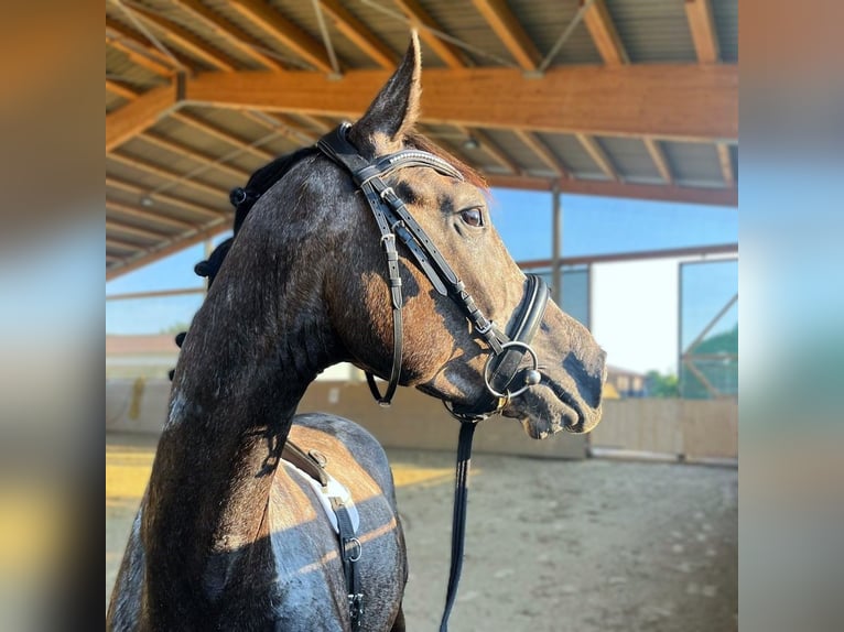 Hanovrien Étalon 3 Ans Gris in Aurich