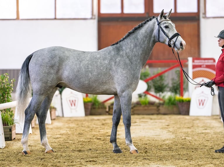 Hanovrien Étalon 3 Ans Gris in Münster-Handorf