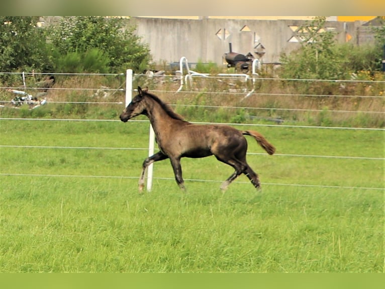 Hanovrien Étalon 3 Ans Noir in Hankensbüttel