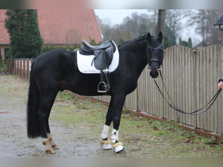Hanovrien Étalon 4 Ans 160 cm Bai brun in Freren
