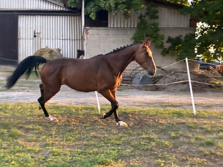 Hanovrien Étalon 4 Ans 161 cm Bai in Moringen