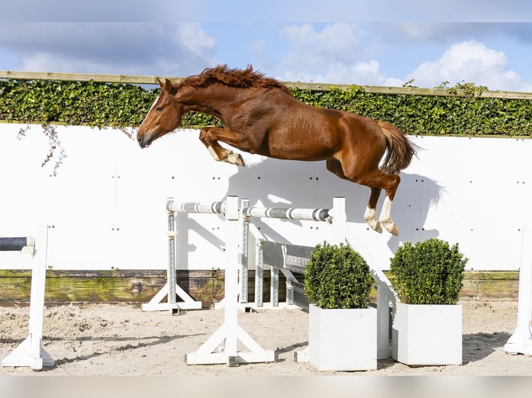 Hanovrien Étalon 4 Ans 162 cm  in Waddinxveen