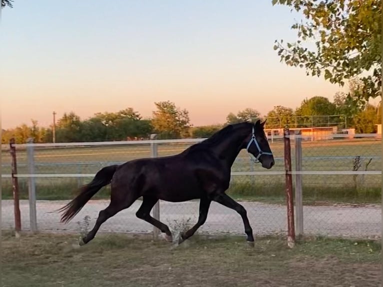 Hanovrien Étalon 4 Ans 165 cm Noir in Tass