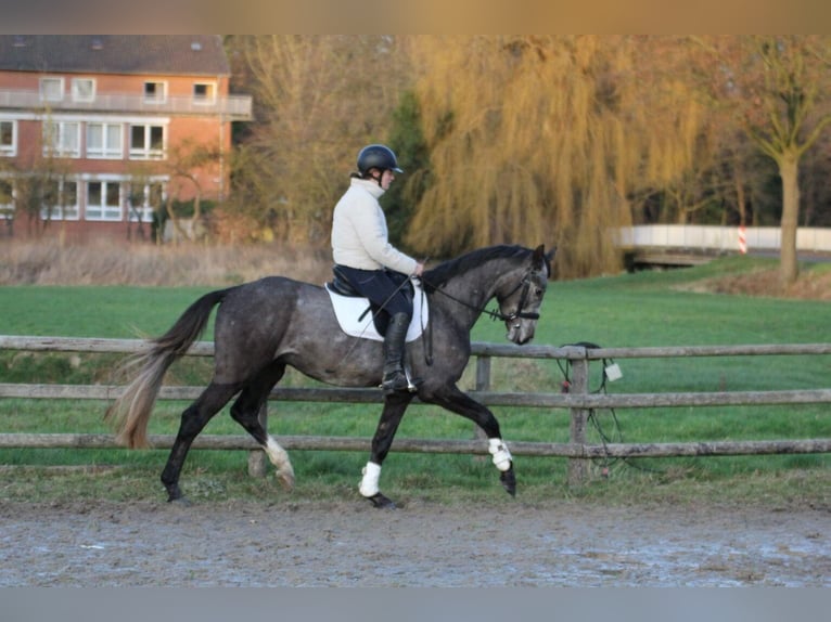 Hanovrien Étalon 4 Ans 167 cm Gris in Freren