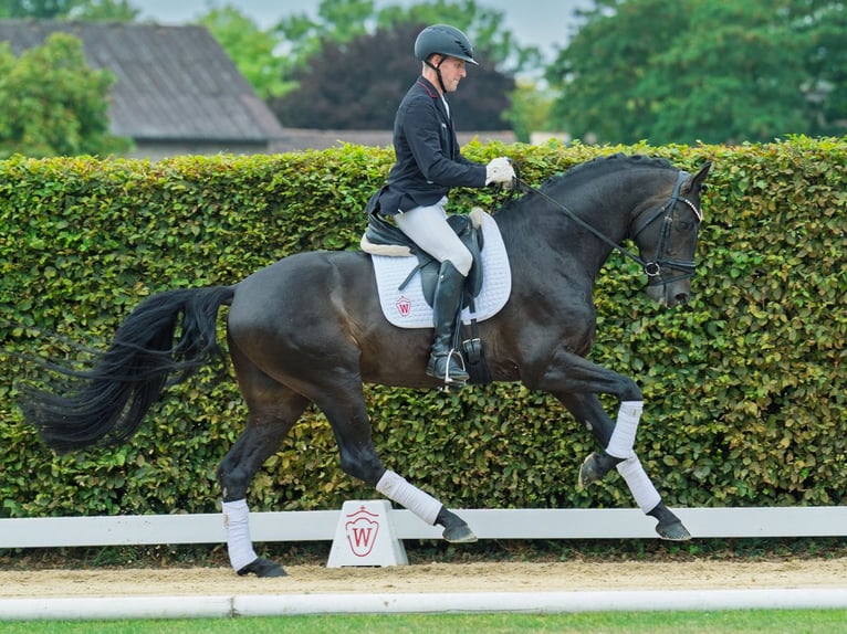 Hanovrien Étalon 4 Ans 168 cm Bai brun in M&#xFC;nster