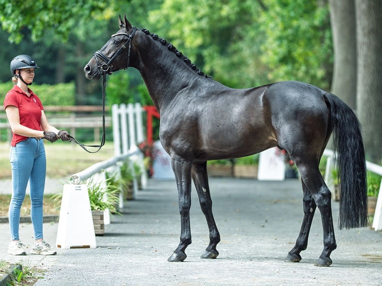 Hanovrien Étalon 4 Ans 168 cm Bai brun in M&#xFC;nster