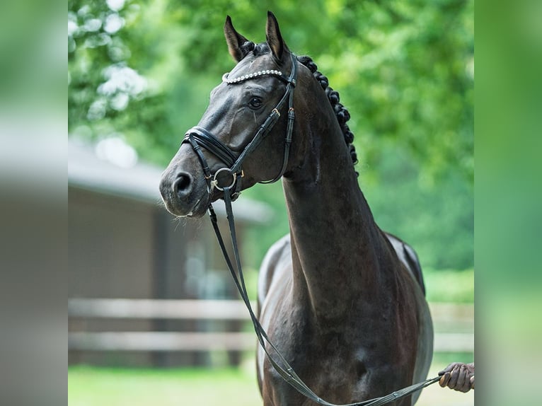 Hanovrien Étalon 4 Ans 168 cm Bai brun in M&#xFC;nster