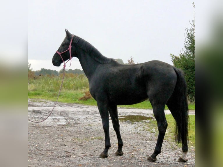 Hanovrien Étalon 4 Ans 170 cm Alezan brûlé in Aurich Hanovrien Étalon 4 Ans 170 cm Alezan brûlé in Aurich
