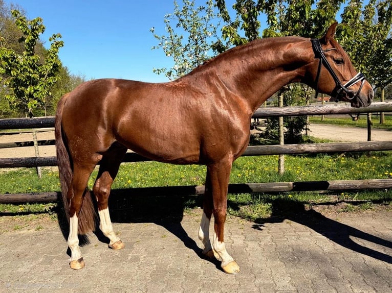 Hanovrien Étalon 4 Ans 170 cm Alezan in Bawinkel