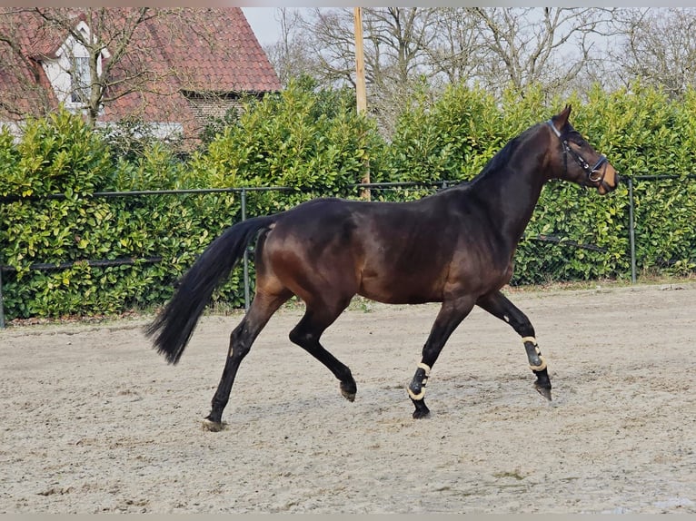 Hanovrien Étalon 4 Ans 170 cm Bai brun in Someren