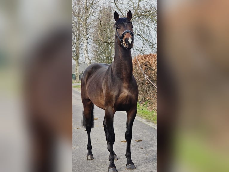 Hanovrien Étalon 4 Ans 170 cm Bai brun in Someren
