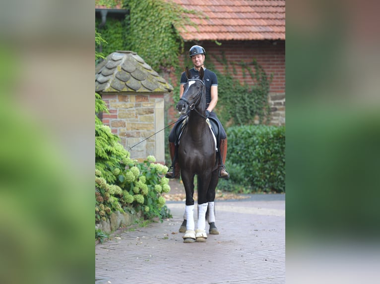 Hanovrien Étalon 4 Ans 170 cm Noir in Neuenkirchen