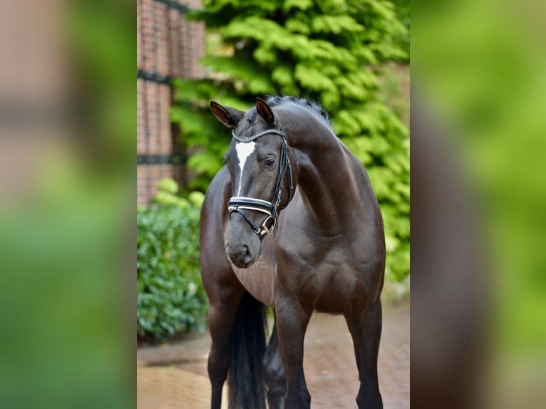 Hanovrien Étalon 4 Ans 170 cm Noir in Neuenkirchen