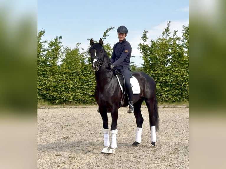 Hanovrien Étalon 4 Ans 171 cm Noir in Viersen