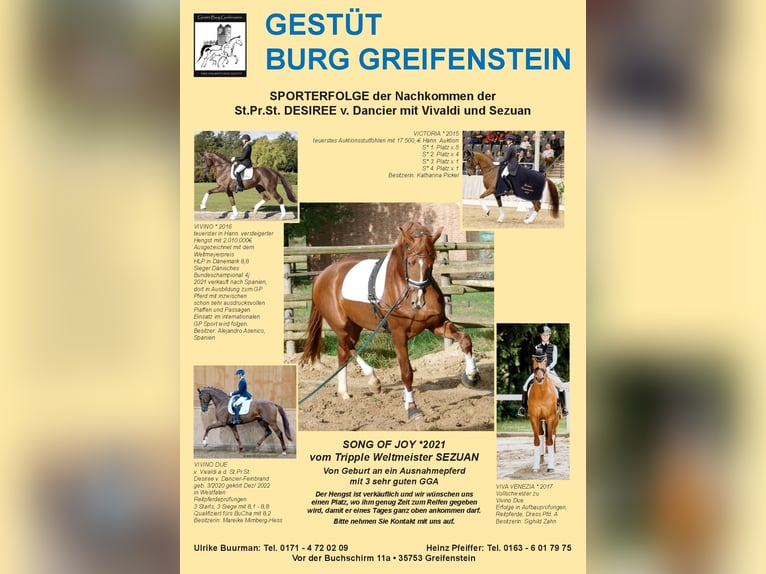 Hanovrien Étalon 4 Ans 176 cm Alezan in Greifenstein