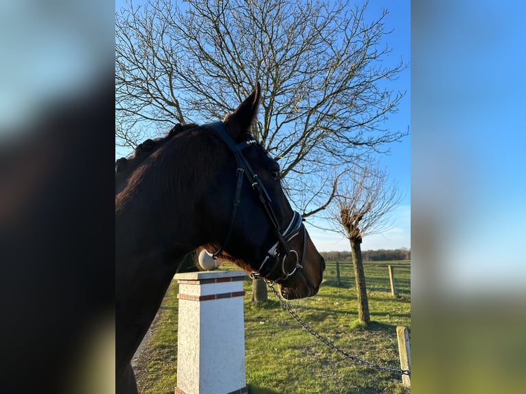 Hanovrien Étalon 4 Ans 183 cm Bai brun in Gro&#xDF;heide Berumerfehn