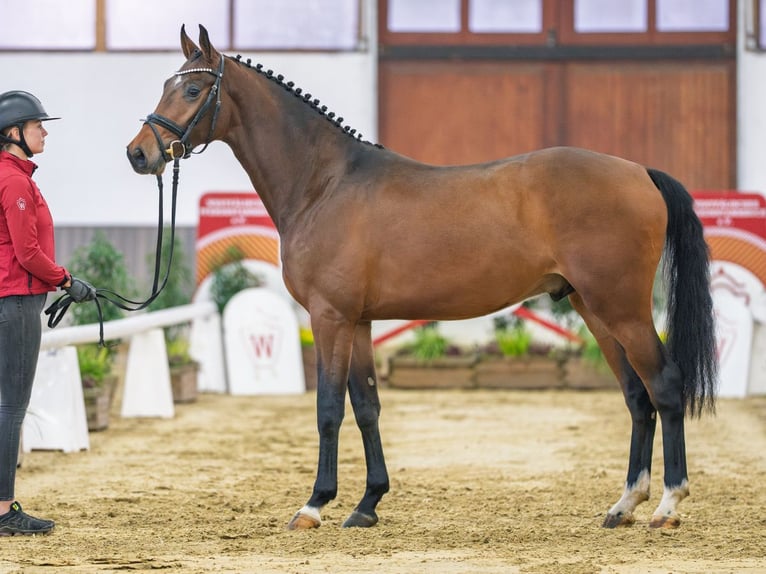 Hanovrien Étalon 4 Ans Alezan brûlé in Münster-Handorf