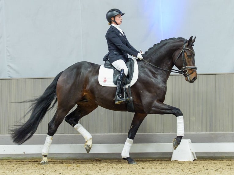 Hanovrien Étalon 4 Ans Bai in Münster-Handorf