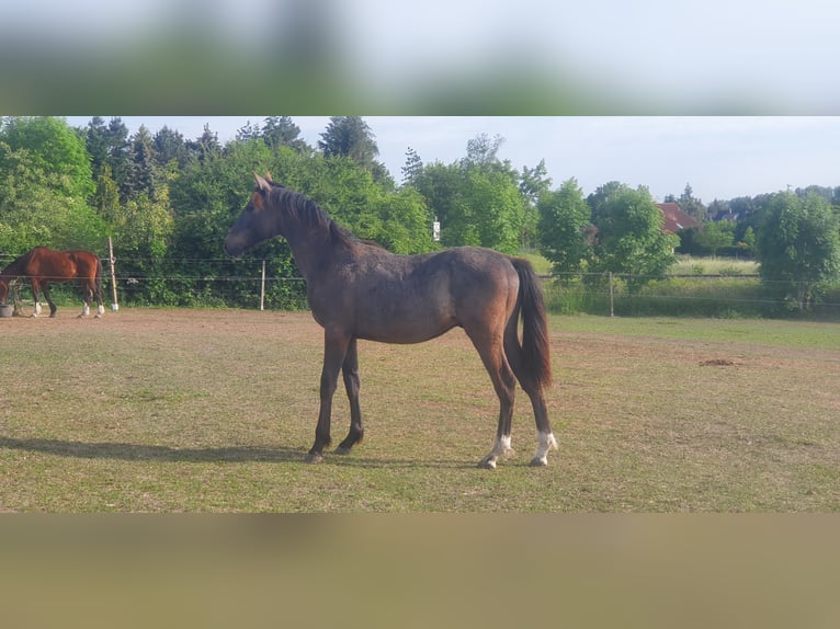 Hanovrien Croisé Étalon 4 Ans in Petersberg