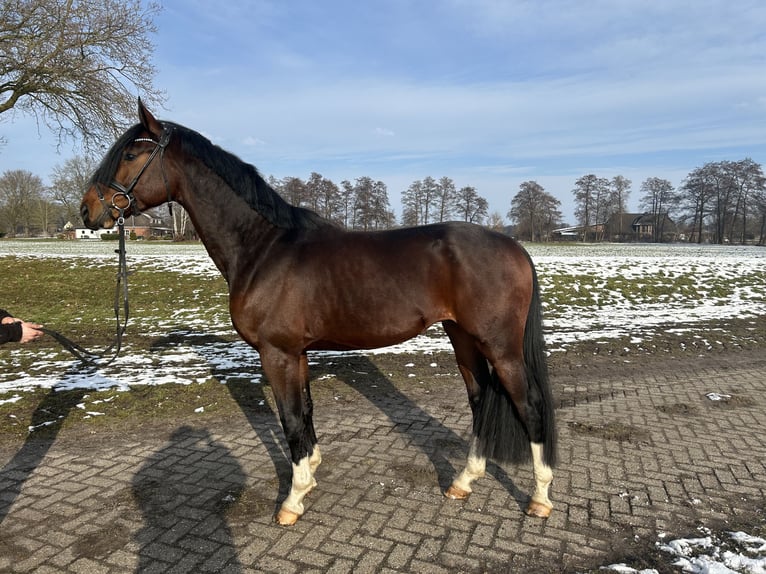 Hanovrien Étalon 5 Ans 160 cm Bai in Bremen