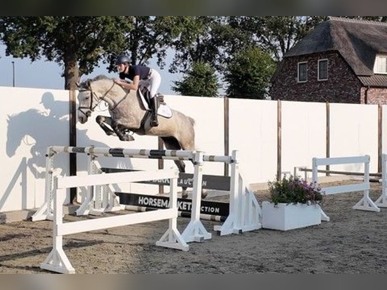 Hanovrien Étalon 5 Ans 161 cm Gris in Waddinxveen