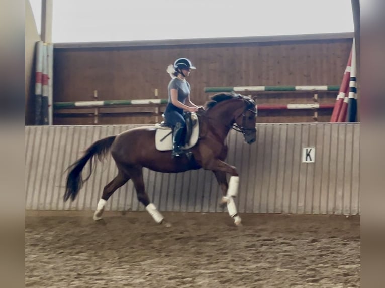 Hanovrien Étalon 5 Ans 163 cm Alezan in Schenklengsfeld