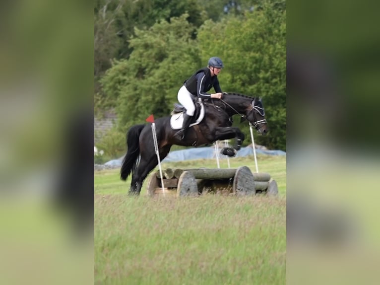 Hanovrien Étalon 5 Ans 163 cm Bai brun in Niederaula