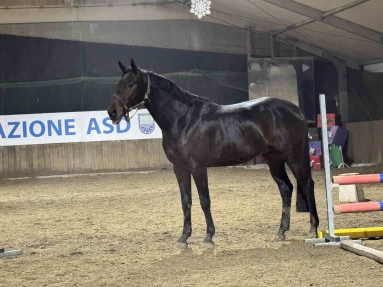 Hanovrien Étalon 5 Ans 165 cm Bai in Felino