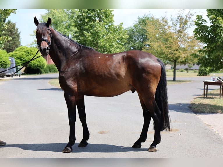 Hanovrien Étalon 5 Ans 166 cm Bai brun in GROTE-BROGEL