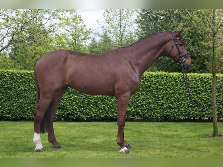 Hanovrien Étalon 5 Ans 177 cm Alezan brûlé in Königsbach-Stein