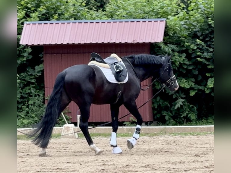 Hanovrien Étalon 5 Ans Noir in Vechta Hanovrien Étalon 5 Ans Noir in Vechta