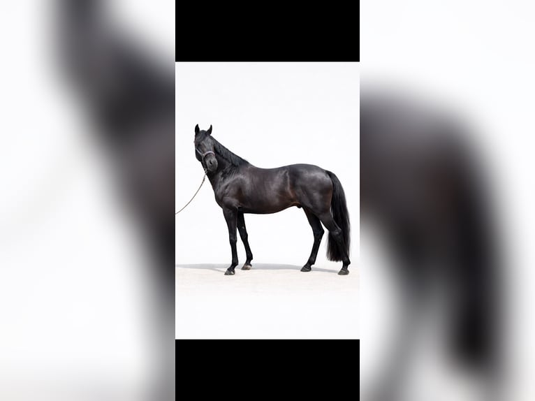 Hanovrien Étalon 6 Ans 166 cm Noir in Kranenburg