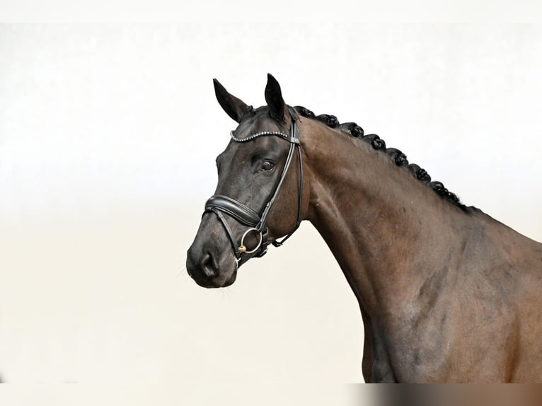 Hanovrien Étalon 6 Ans 172 cm Noir in Saerbeck