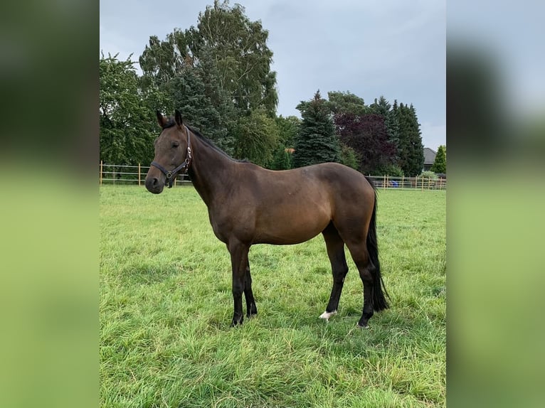 Hanovrien Étalon 7 Ans 164 cm Bai in Elze