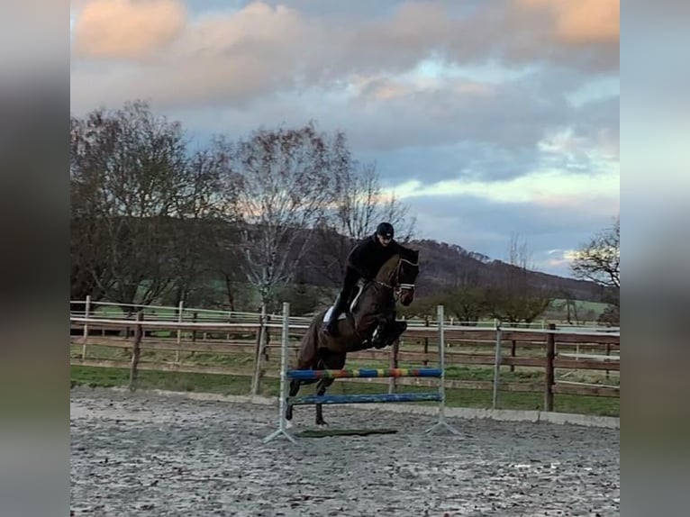 Hanovrien Étalon 7 Ans 164 cm Bai in Elze