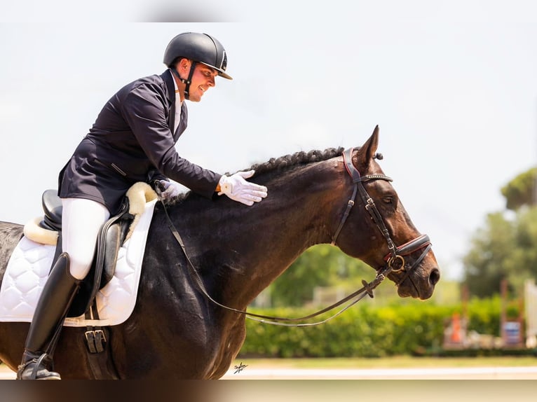 Hanovrien Étalon 7 Ans 175 cm Bai in El Catllar