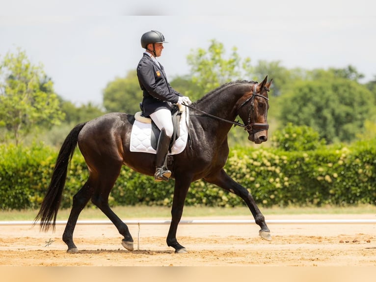 Hanovrien Étalon 7 Ans 175 cm Bai in El Catllar
