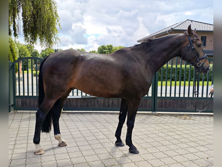 Hanovrien Étalon 7 Ans 180 cm Bai brun in Brest