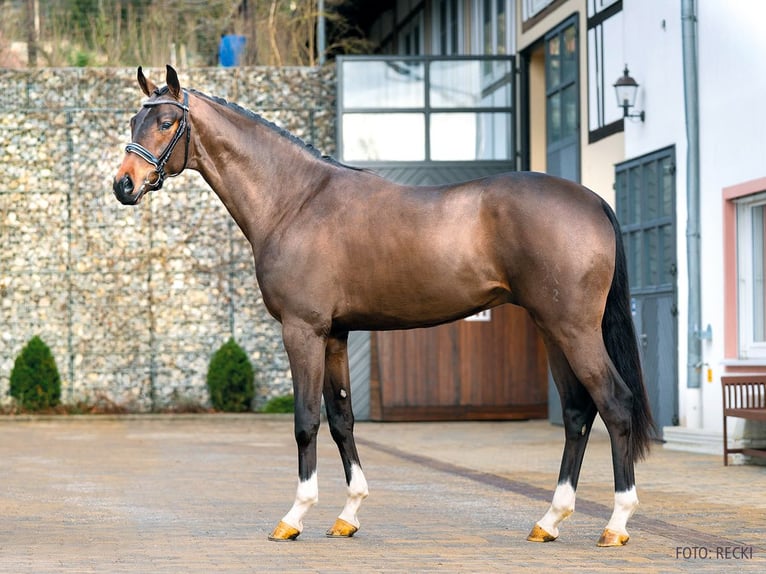 Hanovrien Étalon 9 Ans 173 cm Bai in Verden