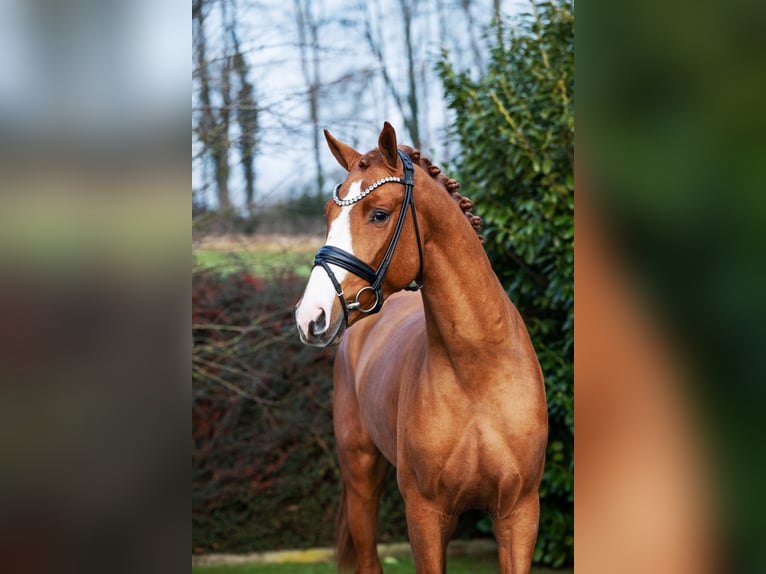 Hanovrien Étalon Alezan in Ostercappeln