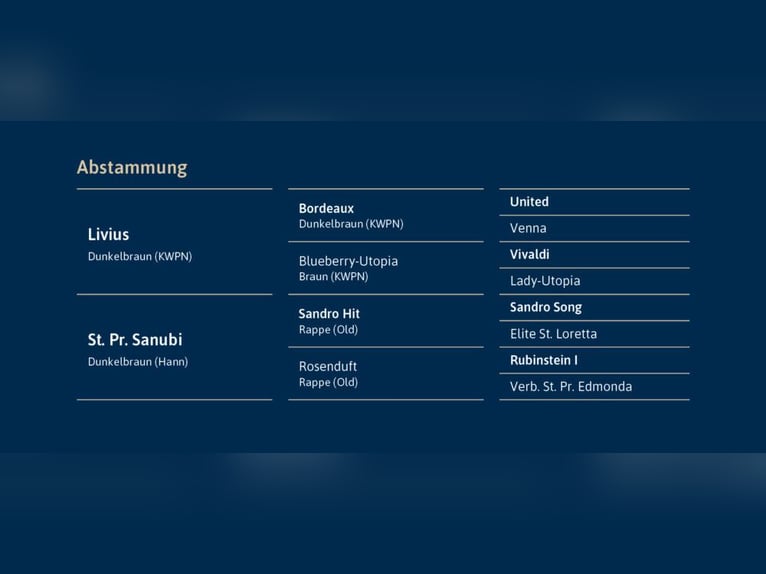 Hanovrien Étalon Bai brun in Ostercappeln