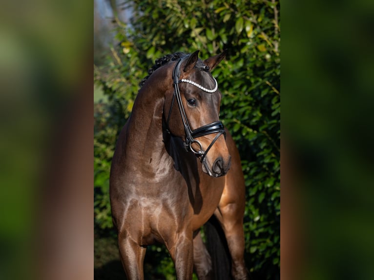 Hanovrien Étalon Bai brun in Ostercappeln