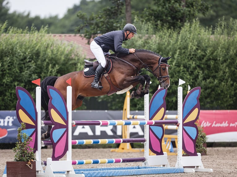 Hanovrien Étalon Bai in Lemwerder